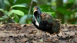 MALAYAN PEACOCK PHEASANT