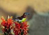 Sunbird