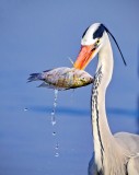 Heron with a catch