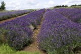 Lavender Field