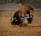 Crows nest rodeo