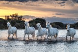 Camargue horses at sunset 8