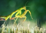 Praying Mantis 