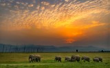 ELEPHANTS SCAPE