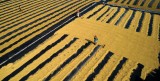 Paddy Drying