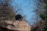 SLOTH BEAR ON ROCK