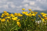 Yellow flowers on the mountain