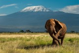 Elephant and Mount Kilimanjaro