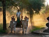 Bullock cart