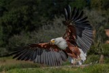 Fish eagle take off