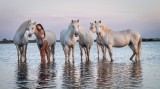 Vanessa and Camargue horses 11
