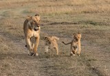 Lioness with Two Cubs