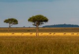 Serengeti life in Tanzania 1