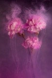 Pink carnations in the mist