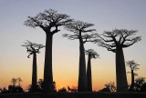 Baobab's pass