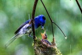Black-naped Monarch Breeding