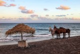 Horses in Santorini