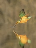 Through the Looking Glass