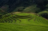 CIRCULAR FIELD 4918