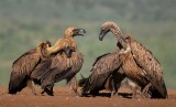 Four Vultures