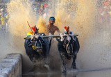 Kambala 1