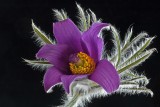 Pulsatilla