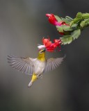  SUCKING WHITE EYE 2152