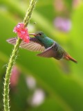 green hummingbird