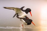 oystercatcher love