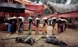 Funeral Ceremony Tana Toraja