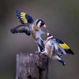 Fighting Goldfinches