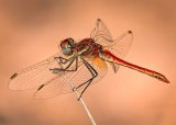 red dragonfly