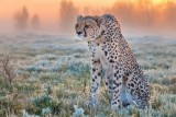 cheetah standing