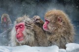 Searching Fleas
