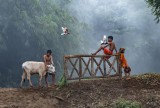 play with the cow and dove 129
