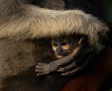 Protect Baby 9219