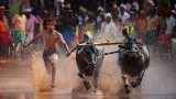 Kambala Race a