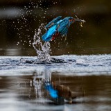 Kingfisher success