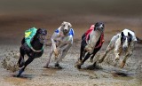 Dog Racing 13