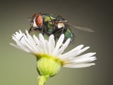 Blow Fly on Daisy