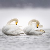 Swans synchronized