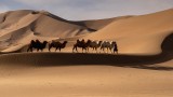 Camel procession