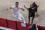 Agile bullfighter