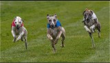 Whippet Racing Championships