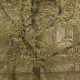 Tree against the wall