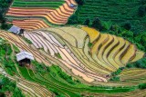Mu Cang Chai Terraced Fields