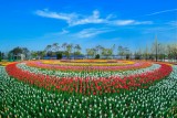 Tulip Field 01