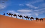 camel train