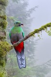 female quetzal eating