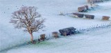 Tree In The Frost